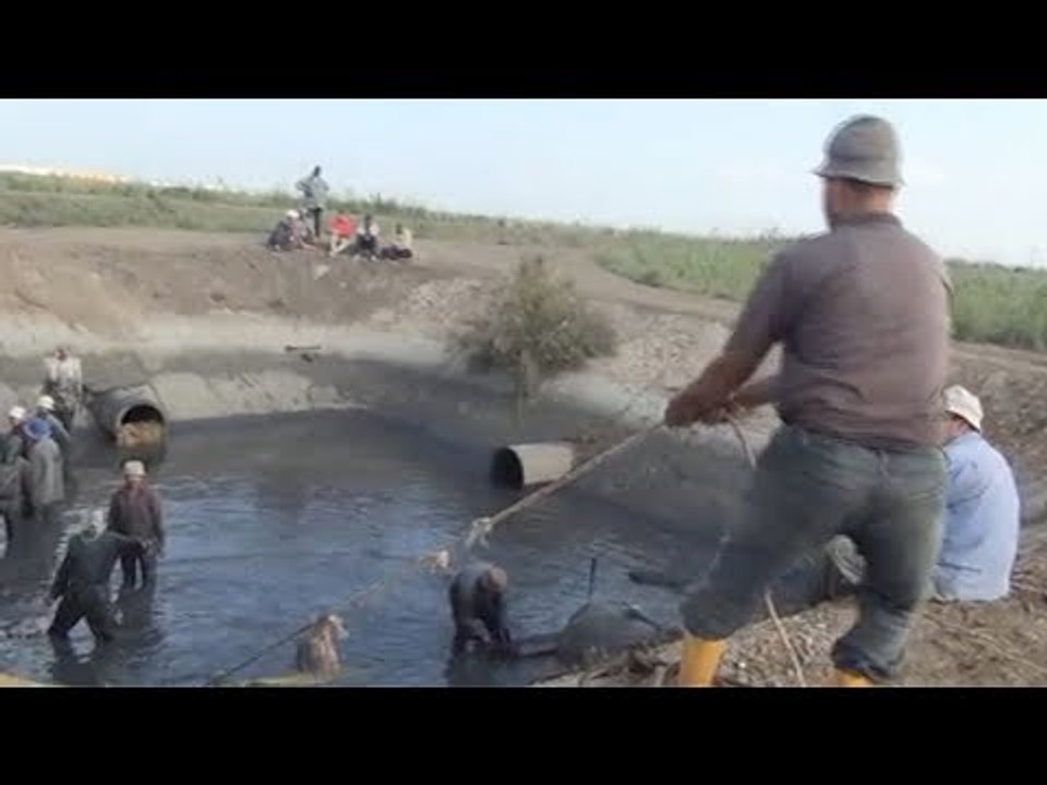 بشاير مزرعة المنزلة السمكية.. فرحة الصيادين تبدأ في نوفمبر