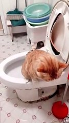 Lol cat peeing in the toilet