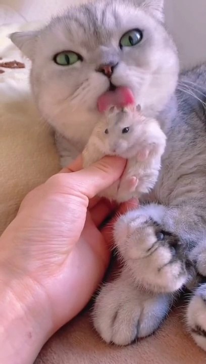 Funny cat and hamster