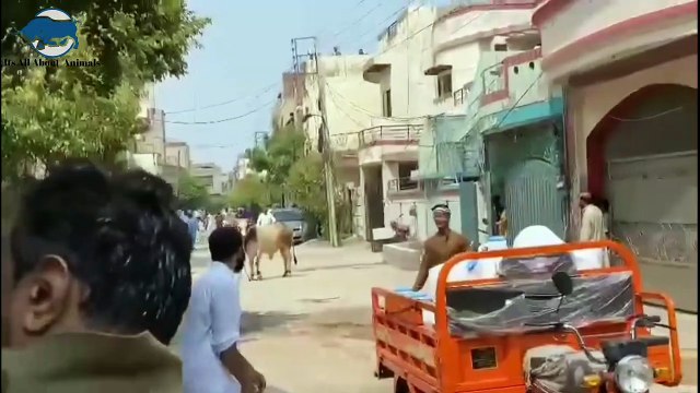 Angry Cow Run Away On Bakra Eid Dangerous bull Run Away __ Eid 2k21