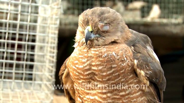 Birds are sold too at the Sonepur Cattle Fair in Bihar