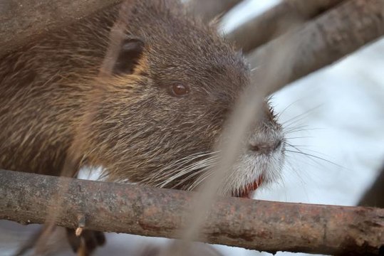 Su maymunları Tunca Nehri'nde yiyecek ararken görüntülendi