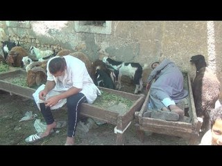 التاجر والفلاح والجزار: سوق المواشي مضروب.. وكله على رأس المزارع