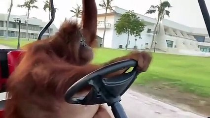 Golf arabası süren orangutan ilgi odağı oldu