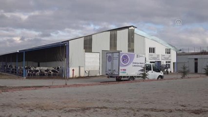 Yüksek genetikli boğalar yetiştirip ithalatın azaltılması hedefleniyor