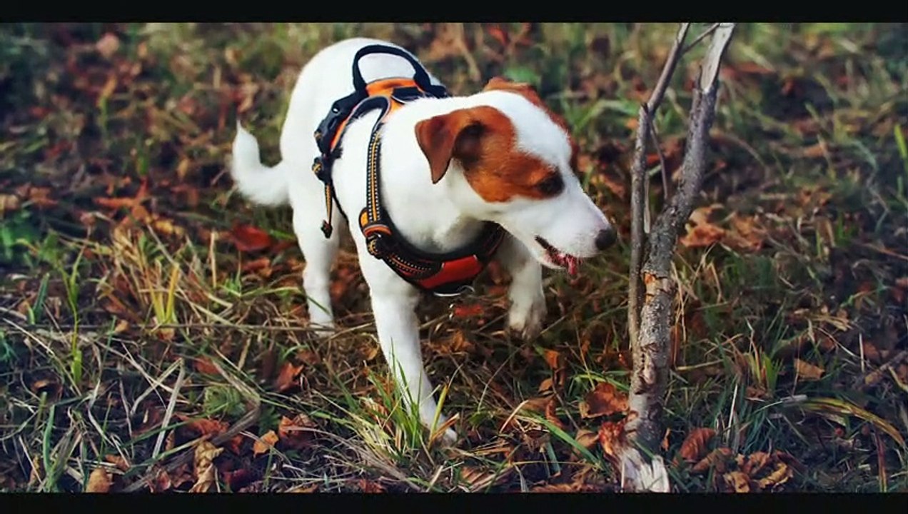 D O G S      8K HDR 60FPS