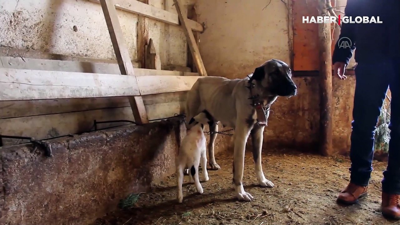 Sivas'ta kuzu emdiren Kangal çoban köpeği