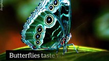Butterflies are actually transparent.watch to Know many shocking facts.