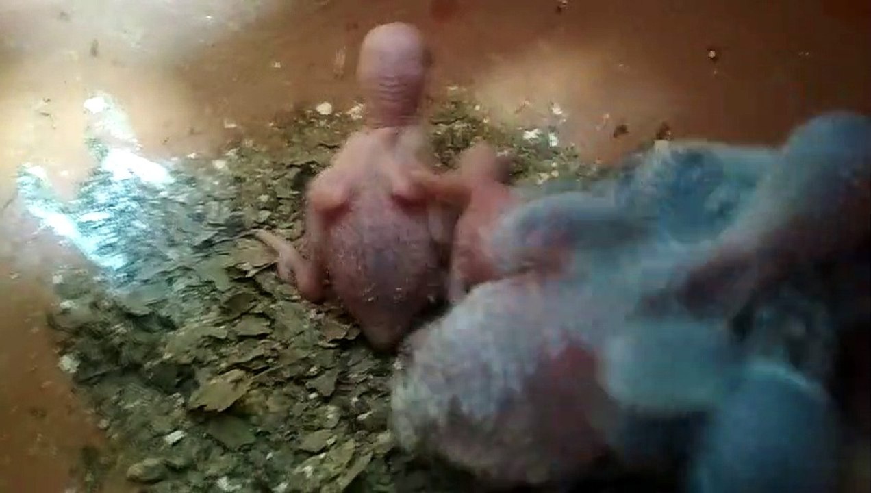 New born budgies chick growth checking