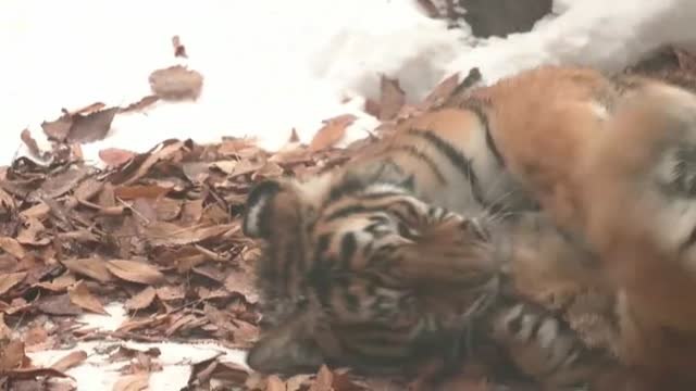 Corea del Sur celebra la llegada del 2022 junto a cinco cachorros de tigre siberiano