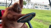 Golf arabası süren orangutan sosyal medyayı salladı