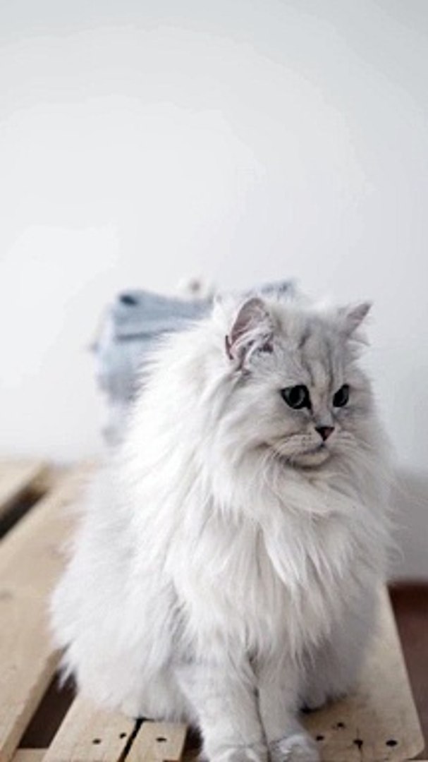 ⁣Cut  cat  ||  beautiful cats  ||  funny cat