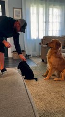 Parent Helps Puppy Learn New Trick