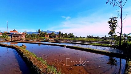 Pemandangan sawah