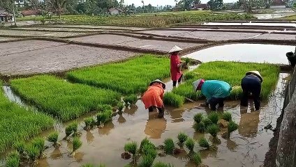Suasana pesawahan saat tanam padi