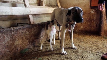 Kangal, yavru kuzuyu da emziriyor