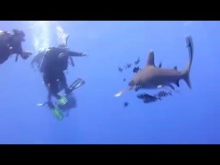 غواصون يداعبون قرش لونج مانوس عقب ظهوره في البحر الأحمر