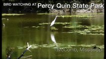 Bird Watching at Percy Quin State Park