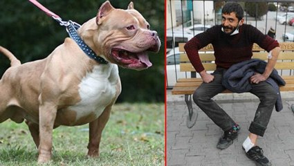 Gaziantep'te ikinci pitbull vakası! Tartıştığı arkadaşı köpeği üzerine saldı