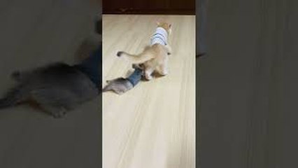 Kitten's Claw Gets Caught on Cat's Sweater