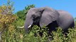 National Park video - (Elephants; Lions; Buffalos; Kudu and many other wildlife)
