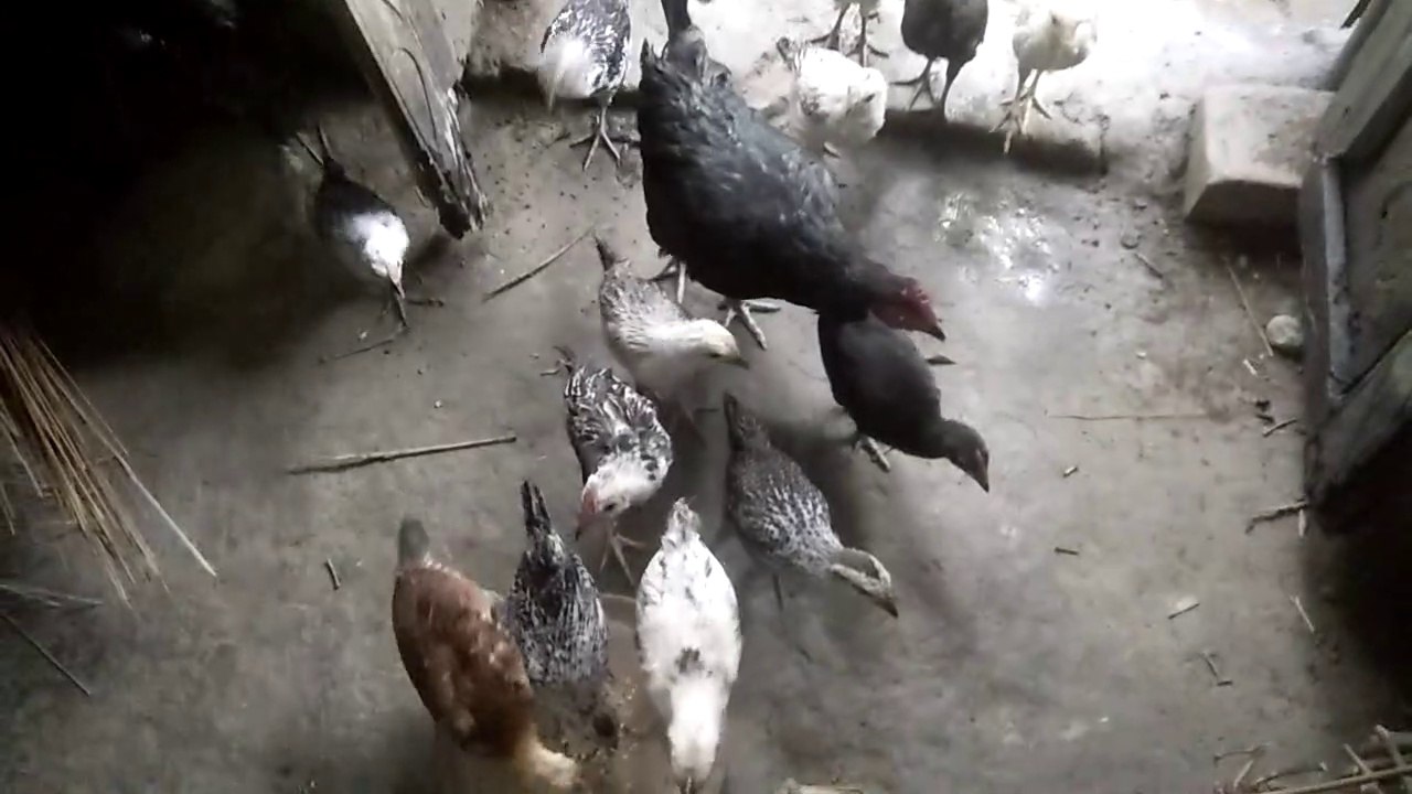 Backyard Chicken Farming