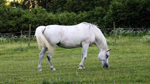 National Park video - (Elephants; Lions; Buffalos; Kudu and many other wildlife)
