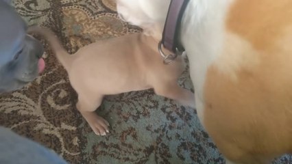 Baby Pitbull's First Day With New Family! So Adorable!!