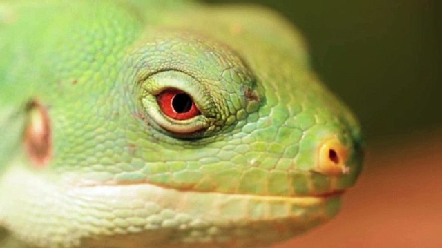 National Park video - (Elephants; Lions; Buffalos; Kudu and many other wildlife)