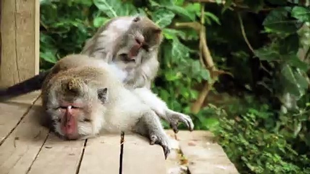 National Park video - (Elephants; Lions; Buffalos; Kudu and many other wildlife)