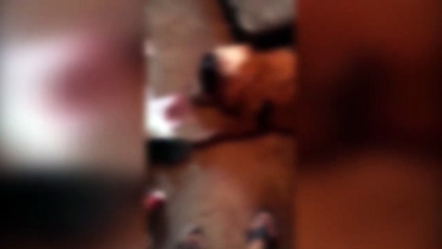 Cachorra é resgatada perto do Trevo Cataratas e internauta tenta localizar o dono