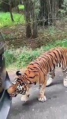 شاهد: نمر يسحب سيارة الدفع الرباعي مليئة بالسياح في مشهد مرعب