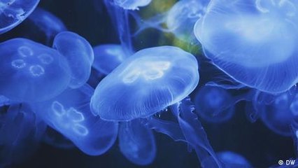 Sin carne: tendencias culinarias en 2022