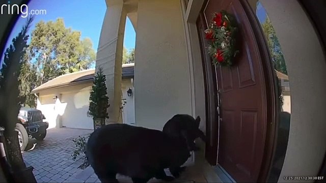 شاهد دب يحاول يقتحم منزل في فلوريدا