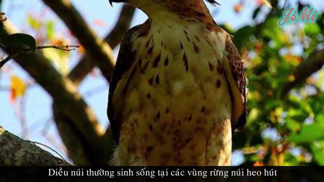 Đại Bàng Núi - Loài Chim Săn Sinh Sống Tại Các Vùng Rừng Núi Heo Hút