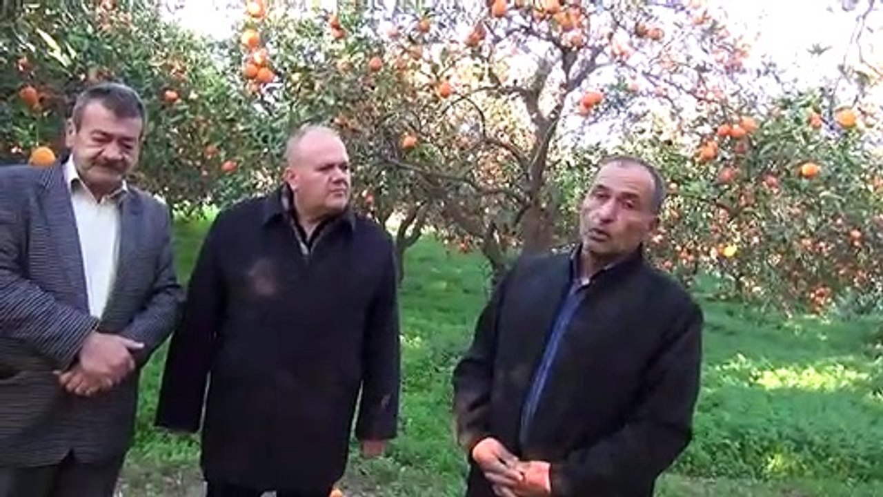 portakal