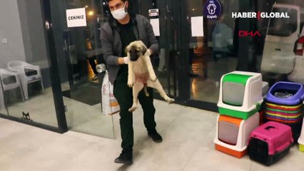 Ankara'da yürek sızlatan olay! Can çekişirken bulunan 9 köpekten 4'ü öldü