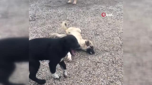 Son Dakika | Ankara'da boş bir arazide 4 köpek ölü bulundu