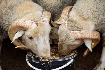 Dövizdeki düşüş üreticiyi umutlandırdı