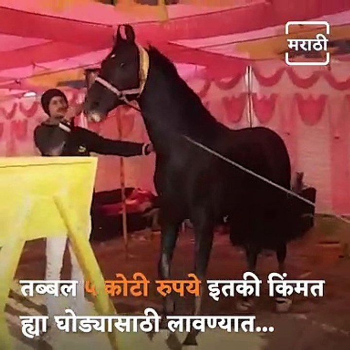 Unbelievable! This Horse Called Raavan Gets 5 Crore Price In Sarangkheda Horse Fair