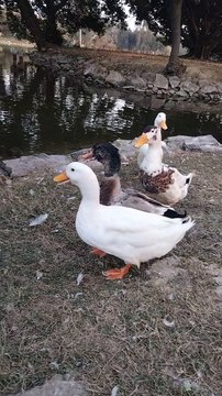 Duck Sounds Video By Kingdom of Awais