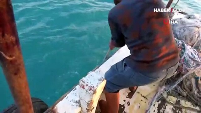 Akdeniz'in simgesi bir bir ölüyor! İki haftada ikinci kez bulundu