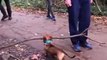 The Funniest Dog Videos on the Internet