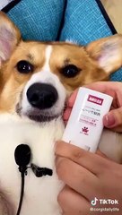 Cute Animals for When You Are Feeling Down