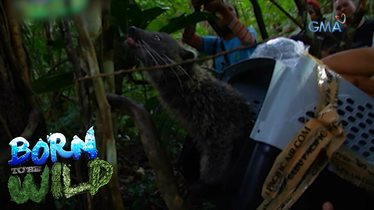 Born to be Wild: Releasing bearcats into the wild