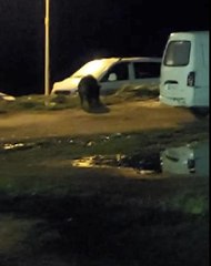 EYÜPSULTAN'DA AÇ KALAN DOMUZLAR SOKAĞA İNDİ