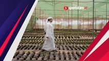 Wow! Teletak di Gurun, Inilah Cara Unik Qatar Siapkan Rumput Piala Dunia 2022