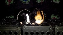 CAVIA PORCELLUS DAVID 102_7833