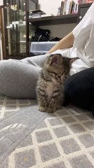Tired Kitty Can't Keep Its Eyes Open