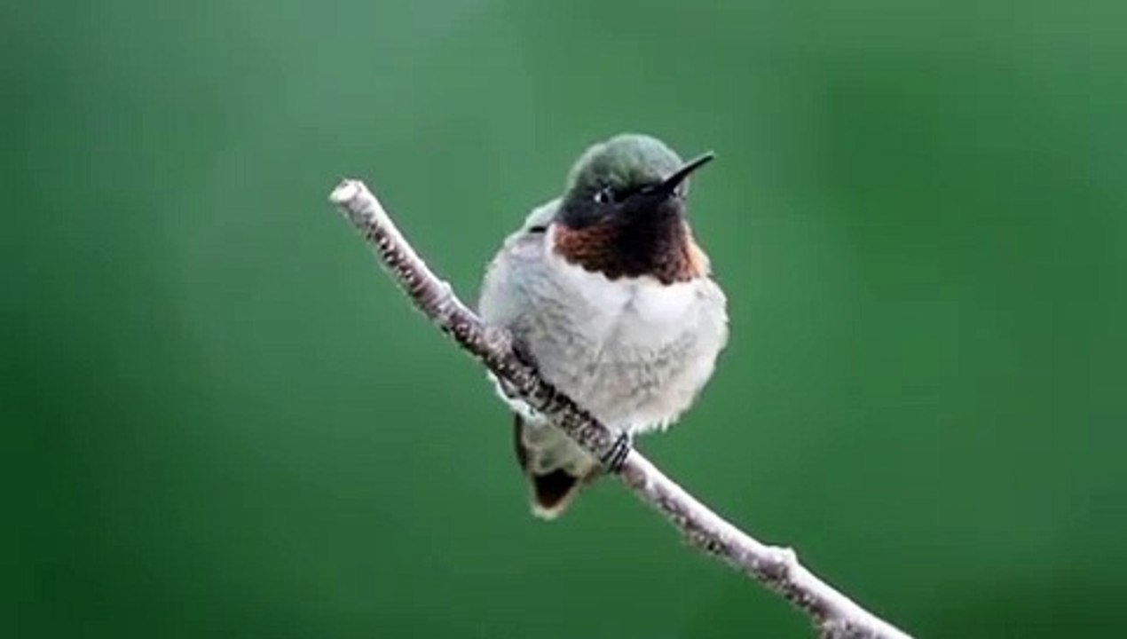 Burung robin yang unik